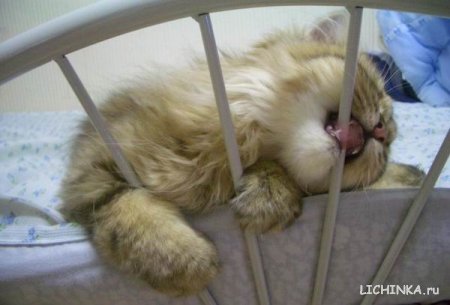 Увеличить картинку