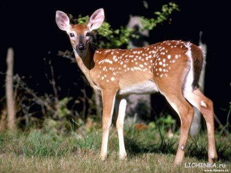 Увеличить картинку
