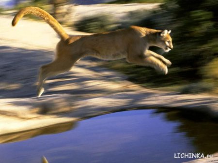 Увеличить картинку