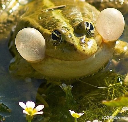 Увеличить картинку