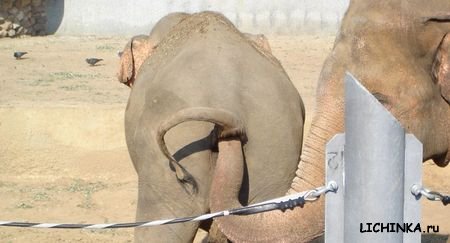 Увеличить картинку