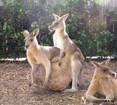 Увеличить картинку