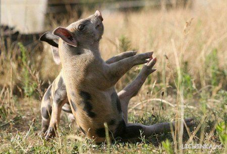 Увеличить картинку