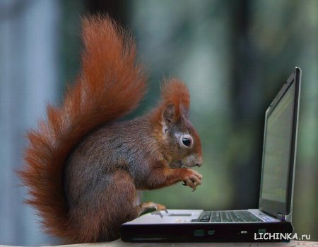 Увеличить картинку