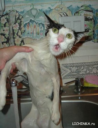 Увеличить картинку