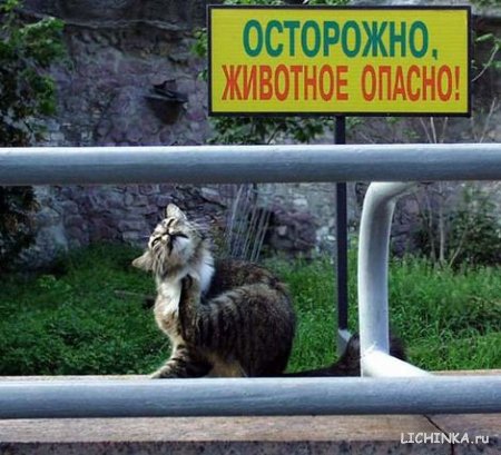 Увеличить картинку