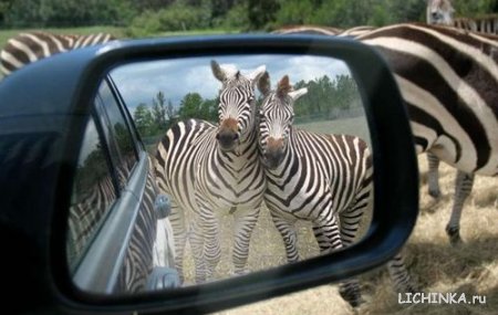 Увеличить картинку