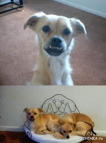 Увеличить картинку