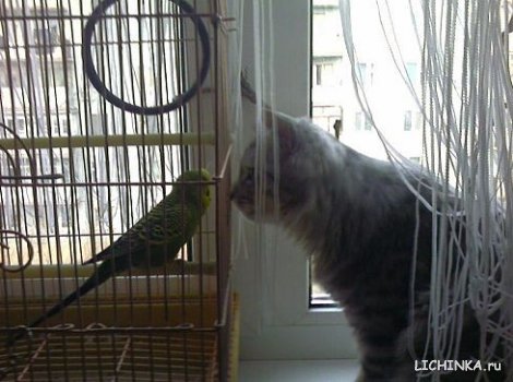 Увеличить картинку