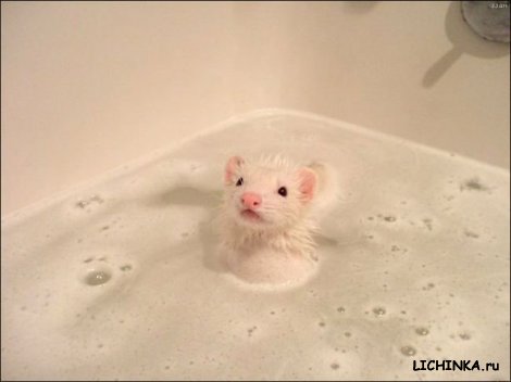 Увеличить картинку