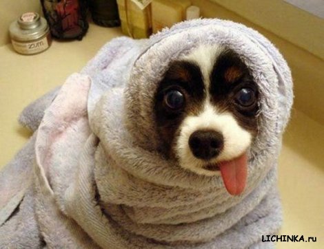 Увеличить картинку