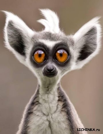 Увеличить картинку