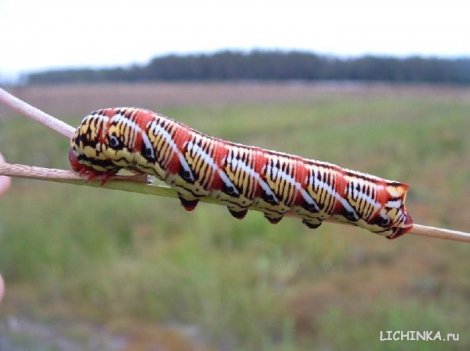 Увеличить картинку