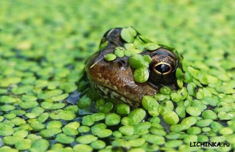 Увеличить картинку