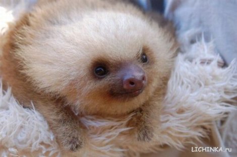 Увеличить картинку