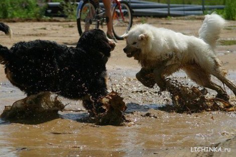 Увеличить картинку