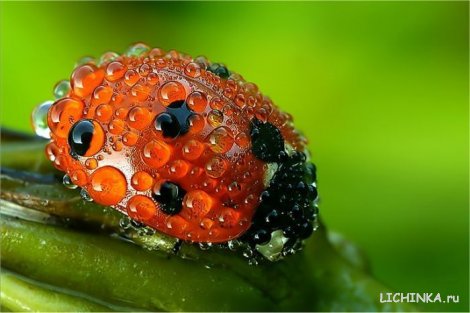 Увеличить картинку