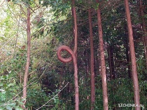 Увеличить картинку