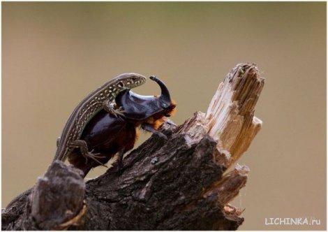 Увеличить картинку