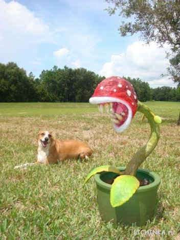 Увеличить картинку