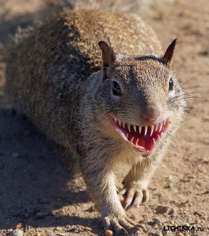 Увеличить картинку