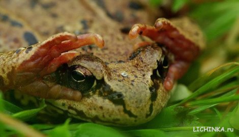 Увеличить картинку