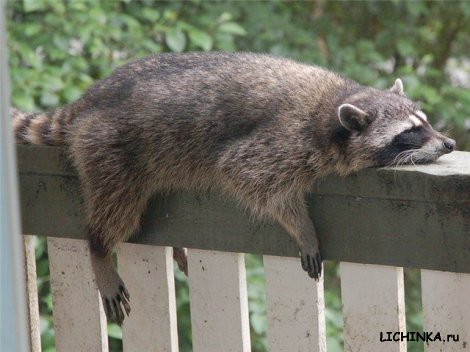 Увеличить картинку