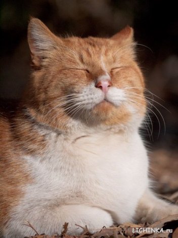 Увеличить картинку