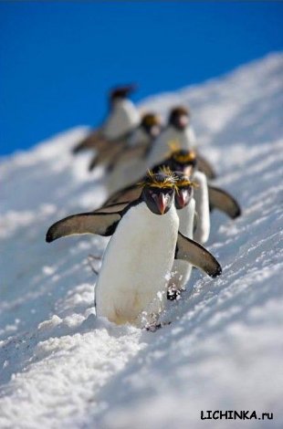 Увеличить картинку