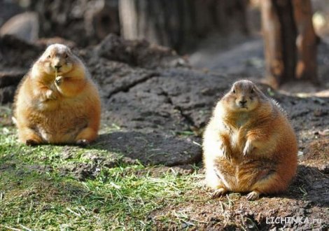 Увеличить картинку