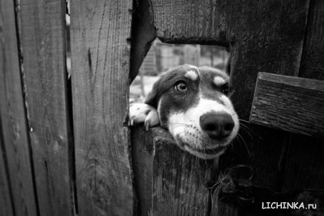 Увеличить картинку