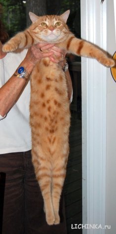 Увеличить картинку