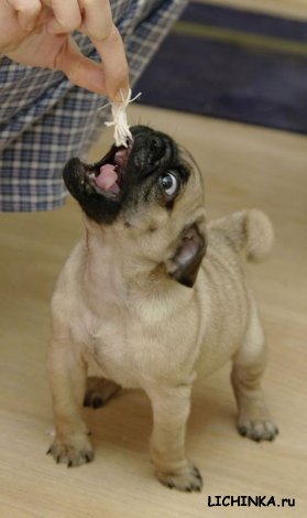 Увеличить картинку