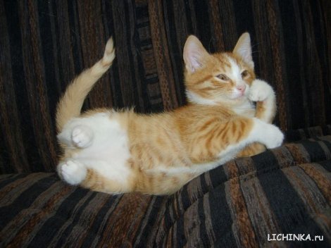 Увеличить картинку