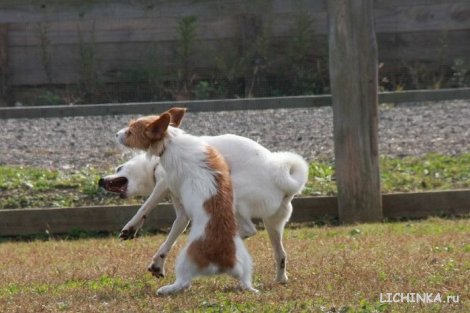 Увеличить картинку