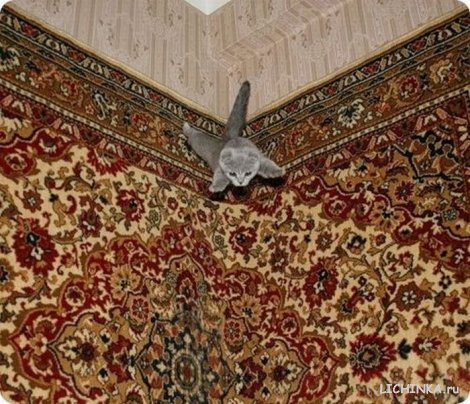 Увеличить картинку